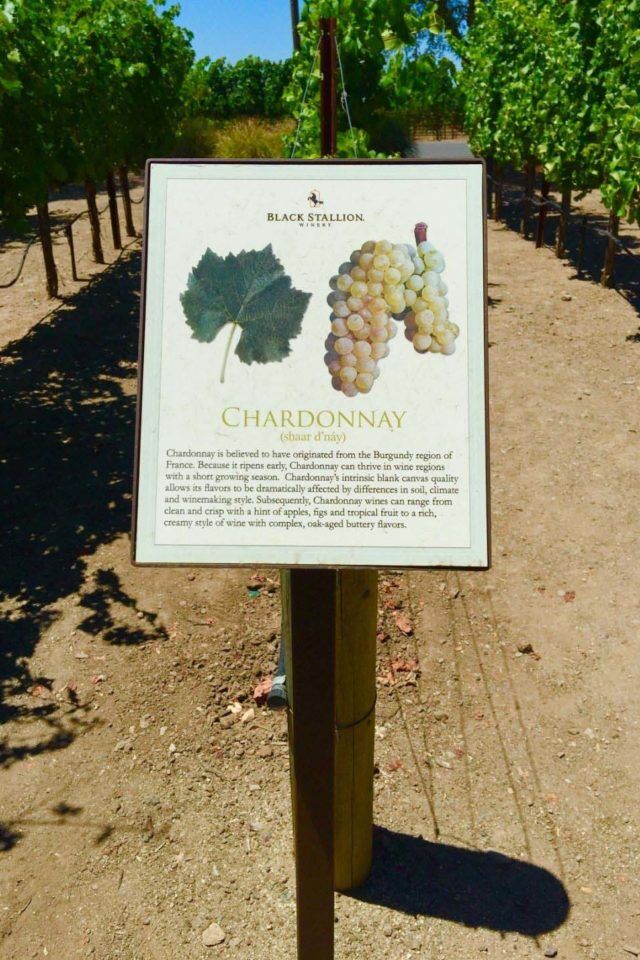 places to visit in napa valley black stallion