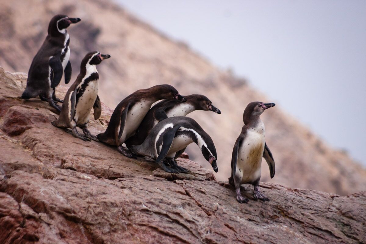 penguins at isla ballestas