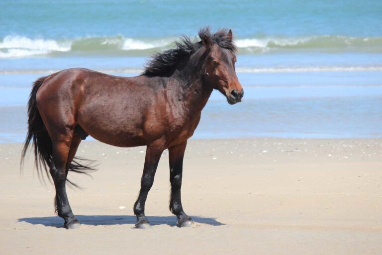 Corolla Beach Horses