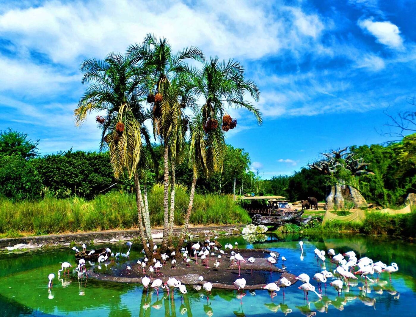 best theme parks in florida animal kingdom