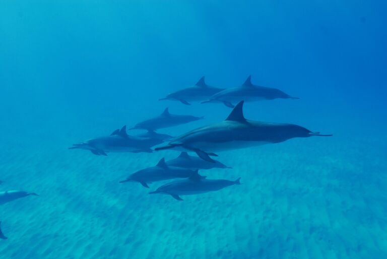 Dolphin Spotting