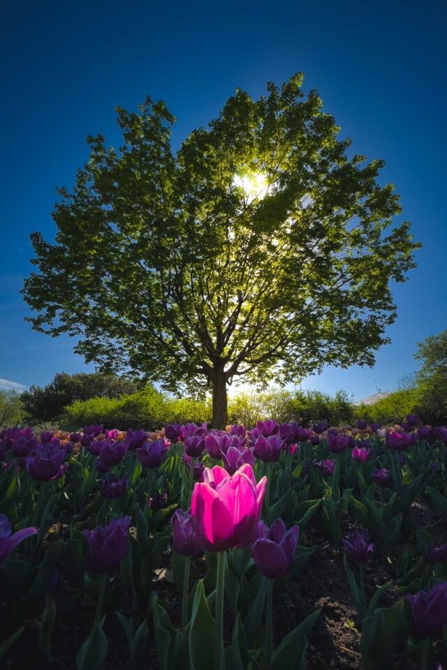 Canadian Tulip Festival in Ottawa
