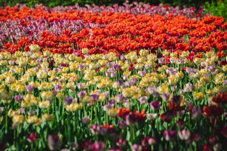 Ottawa Tulip Festival Commissioners Park