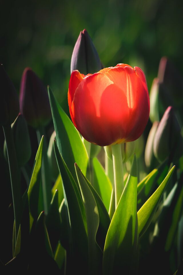 Photographing Tulips Tips