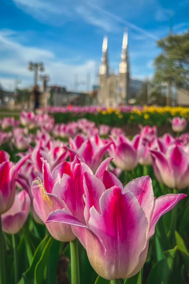 Ottawa Tulip Festival Photos Majors Hill Palrk