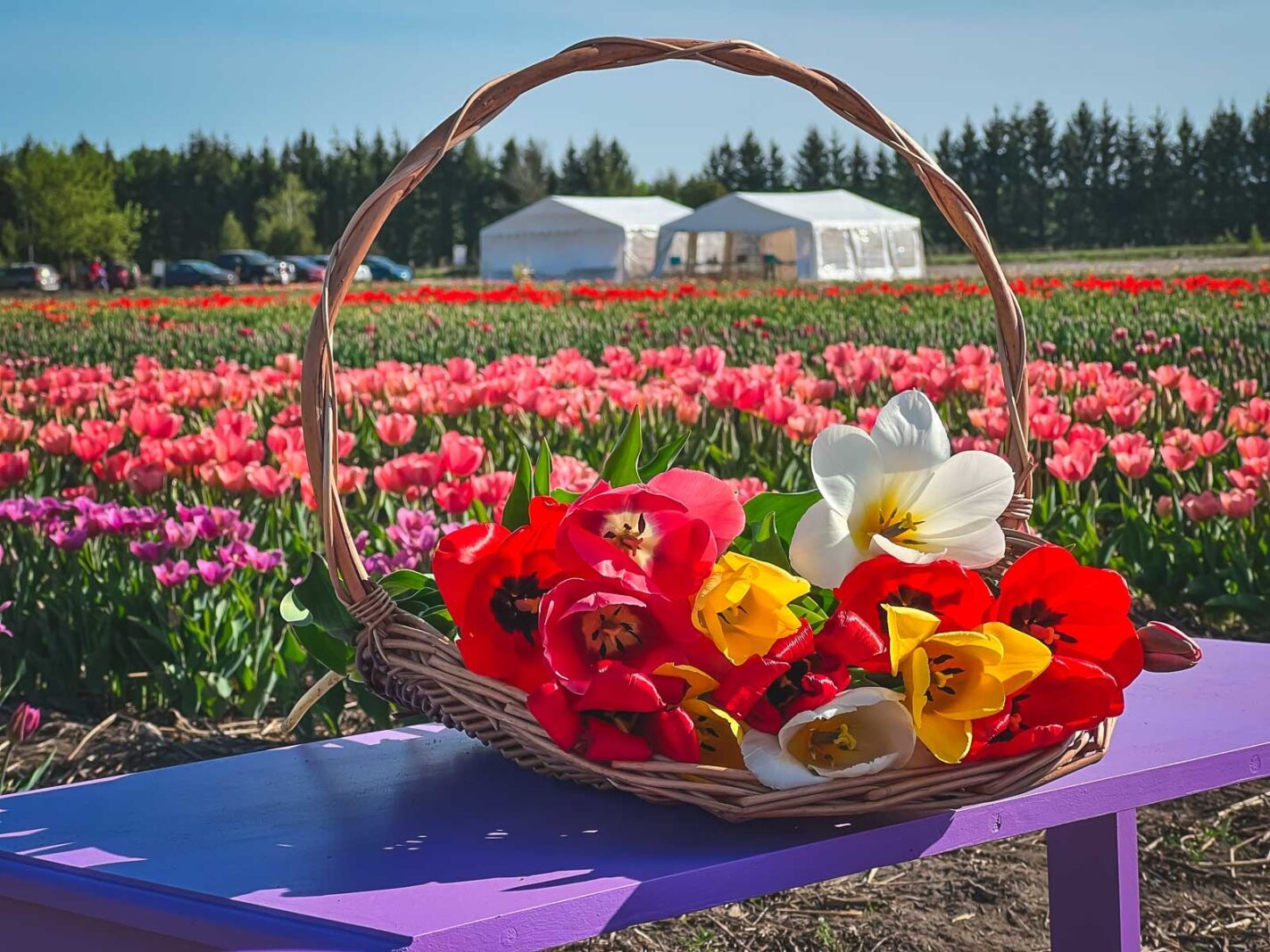 Ottawa Tulip Festival Green Corners Farm