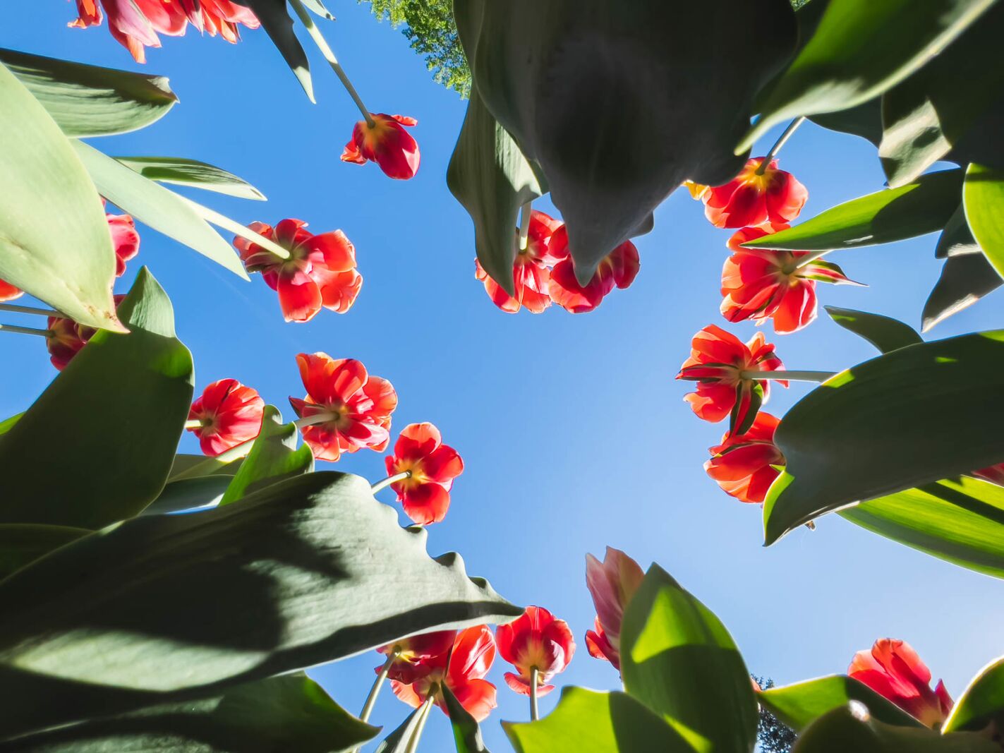 Tulip Photo Tips