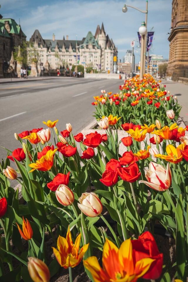 Ottawa Tulip Festival Wellington Street