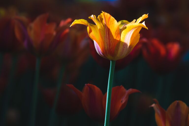 Tips for visiting the Ottawa Tulip Festival