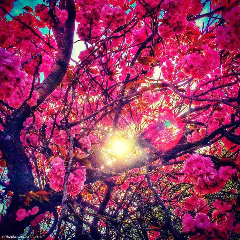‌things to see in dublin cherry blossoms