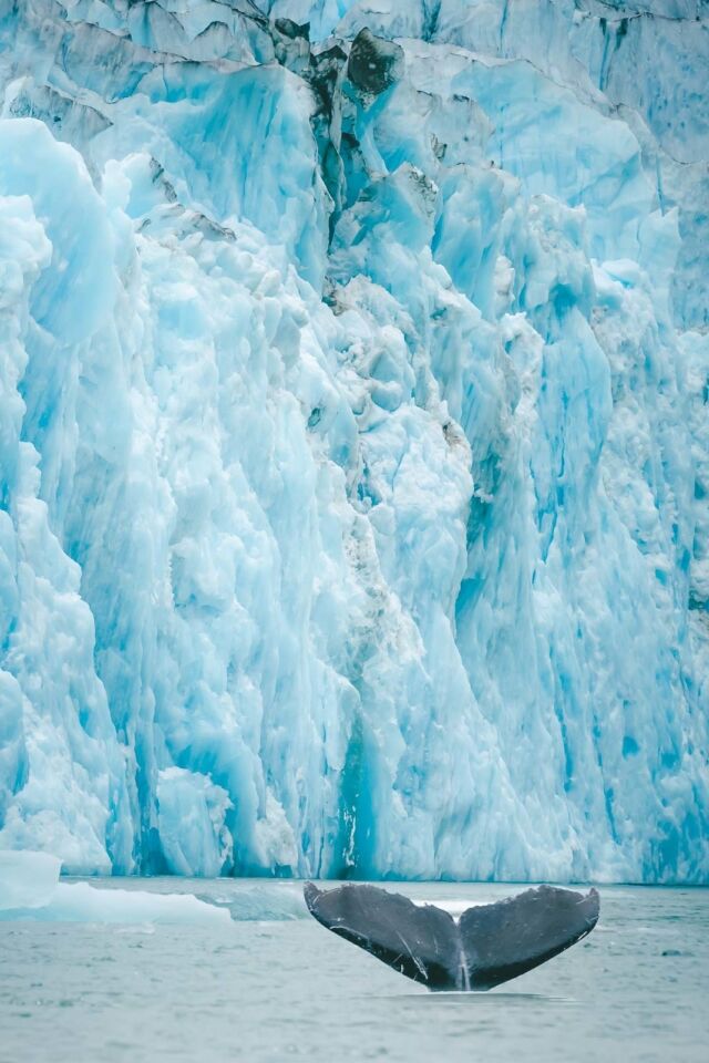 fun facts about alaska whale tale