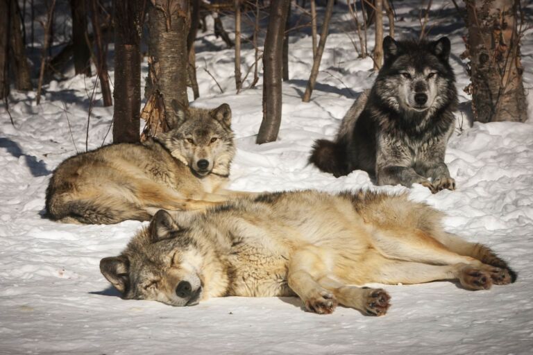 Haliburton Wolf Centre Ontario