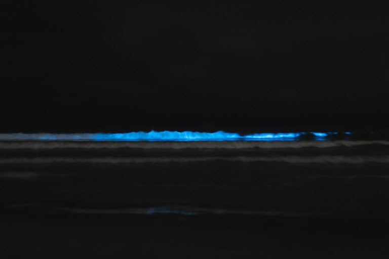 Fun Facts about boluminescence in Puerto Rico