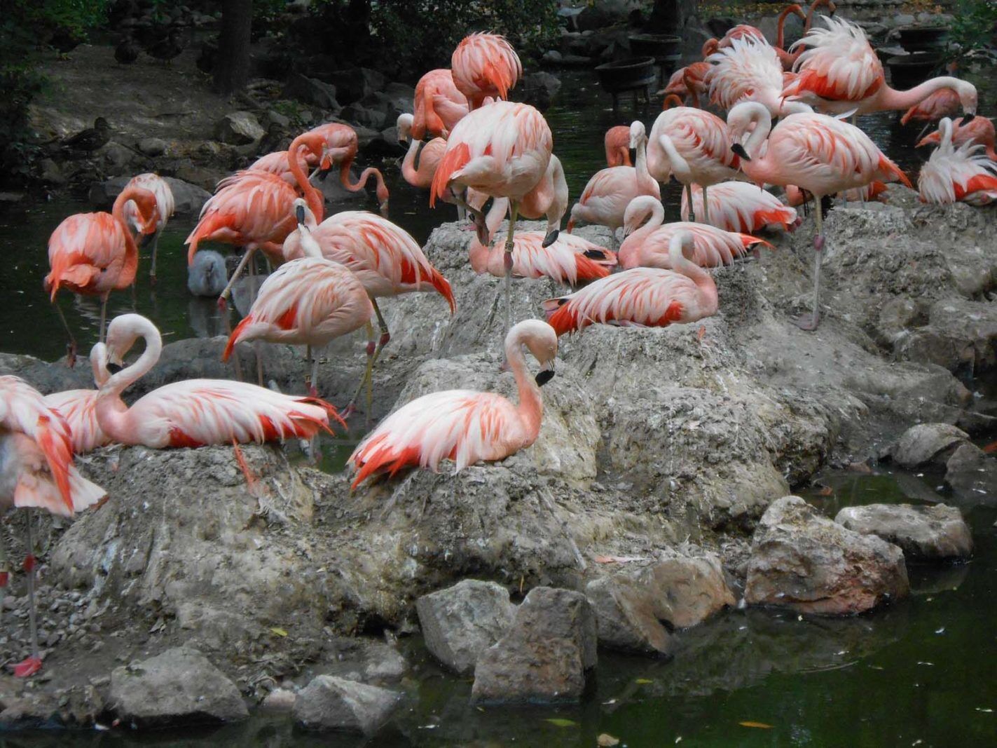 what to do in denver zoo