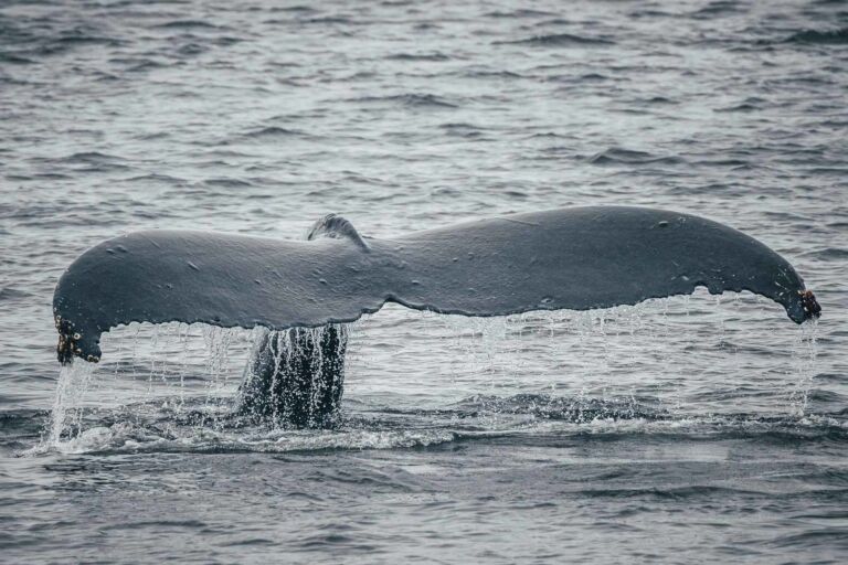 whale watching alaska