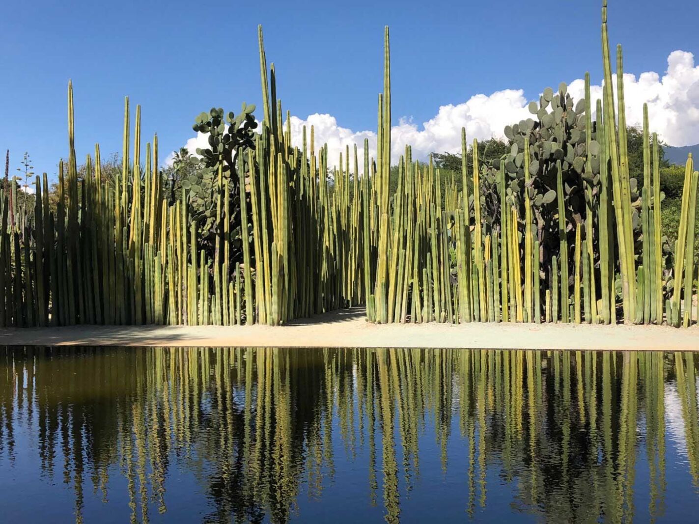 Oaxaca City itinedrary botanical gardens