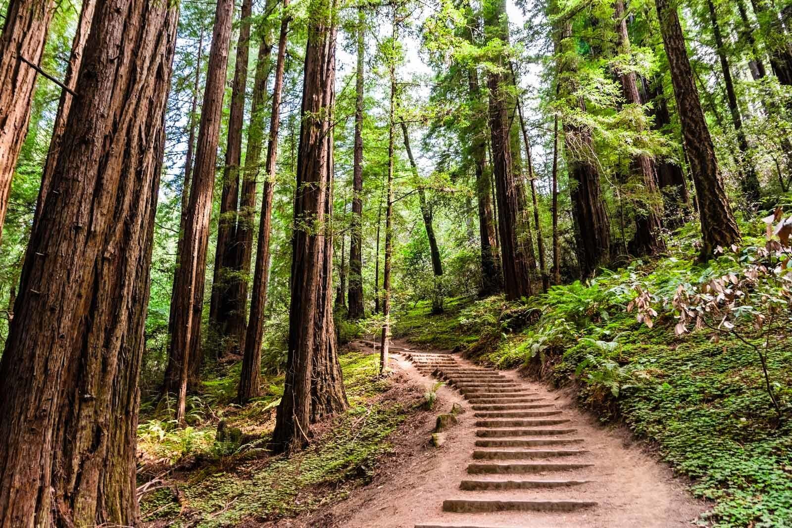 Muir Woods in San Francisco Hiking