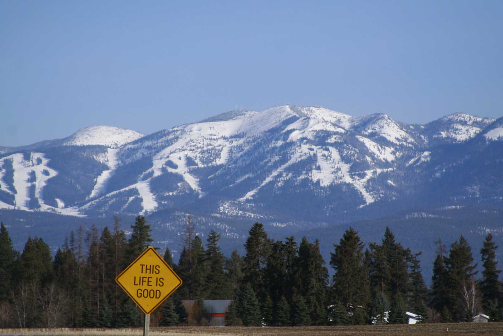 Whitefish