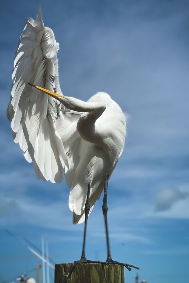 pelican on isla morada