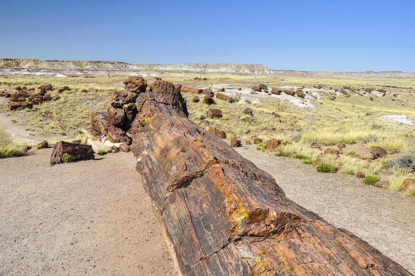 petrified forest arizona