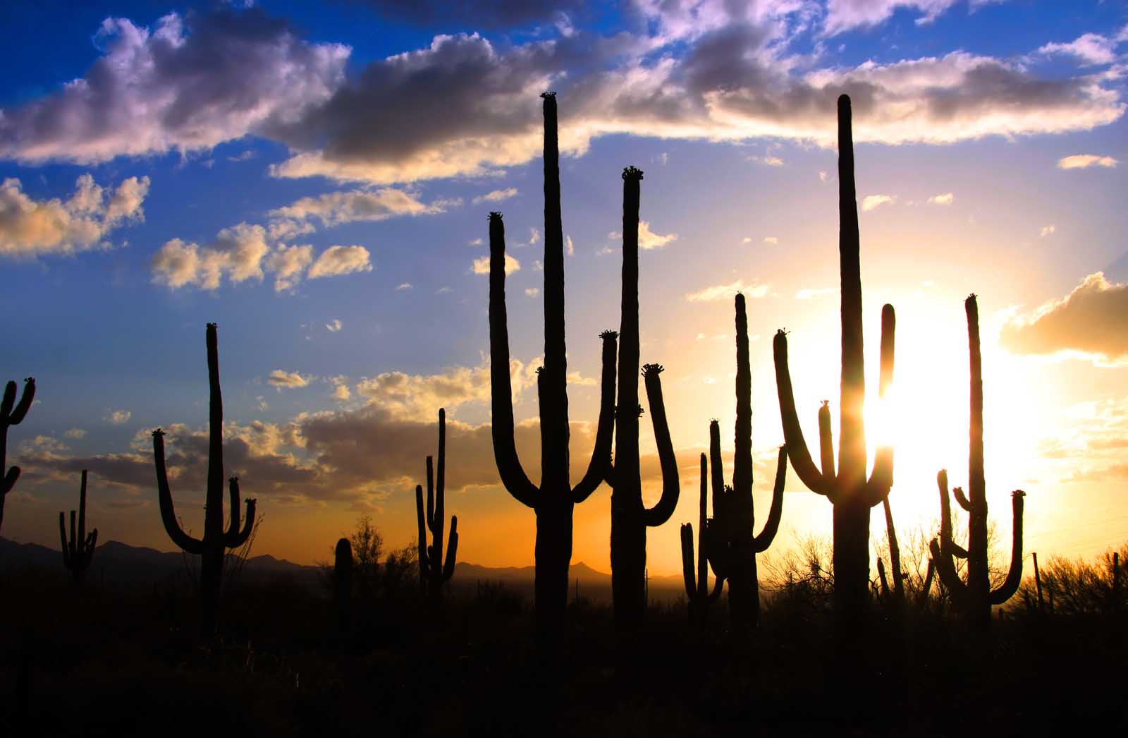 Saguaro National Park