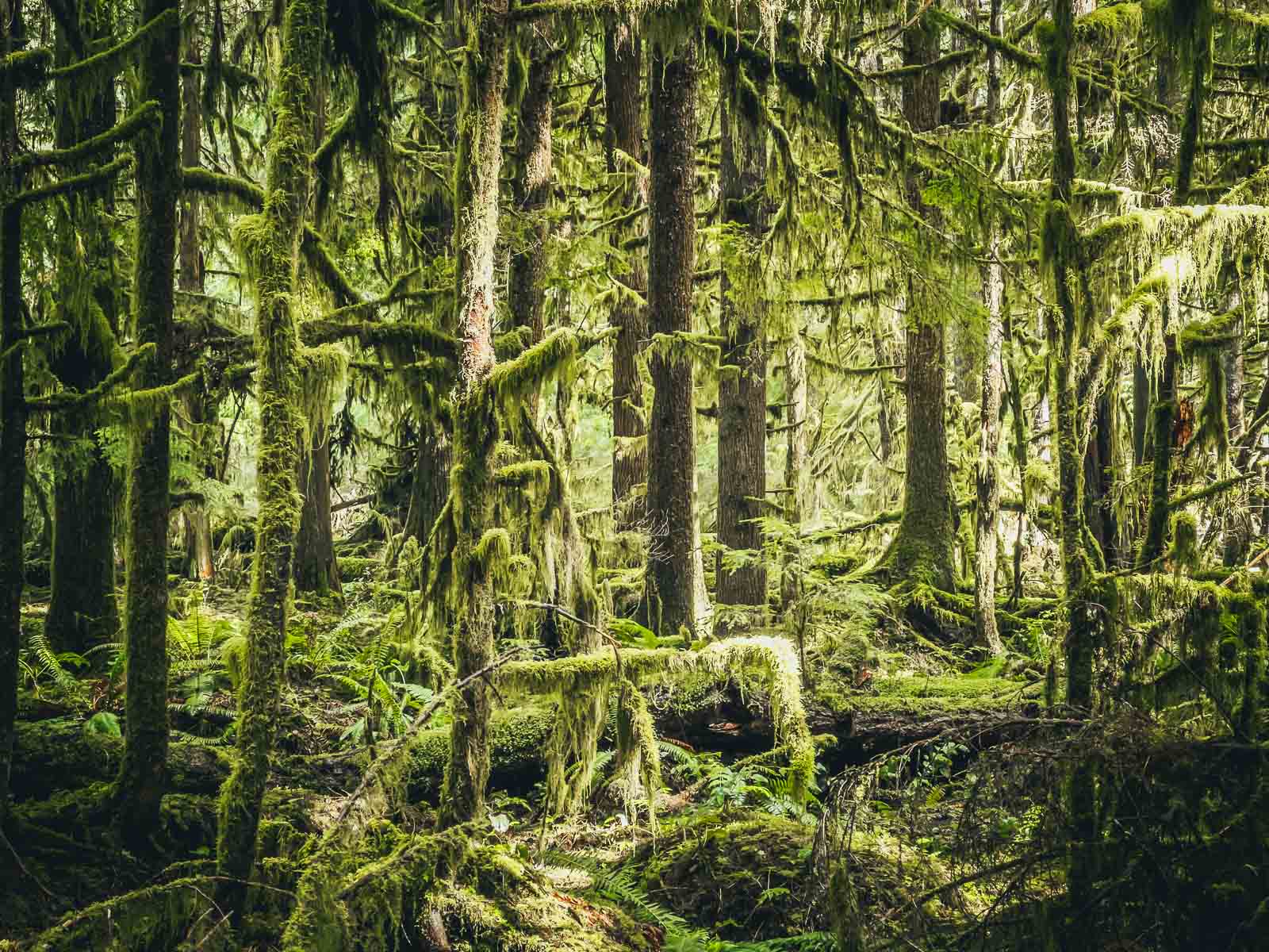 Hall of Mosses Olympic Peninsula