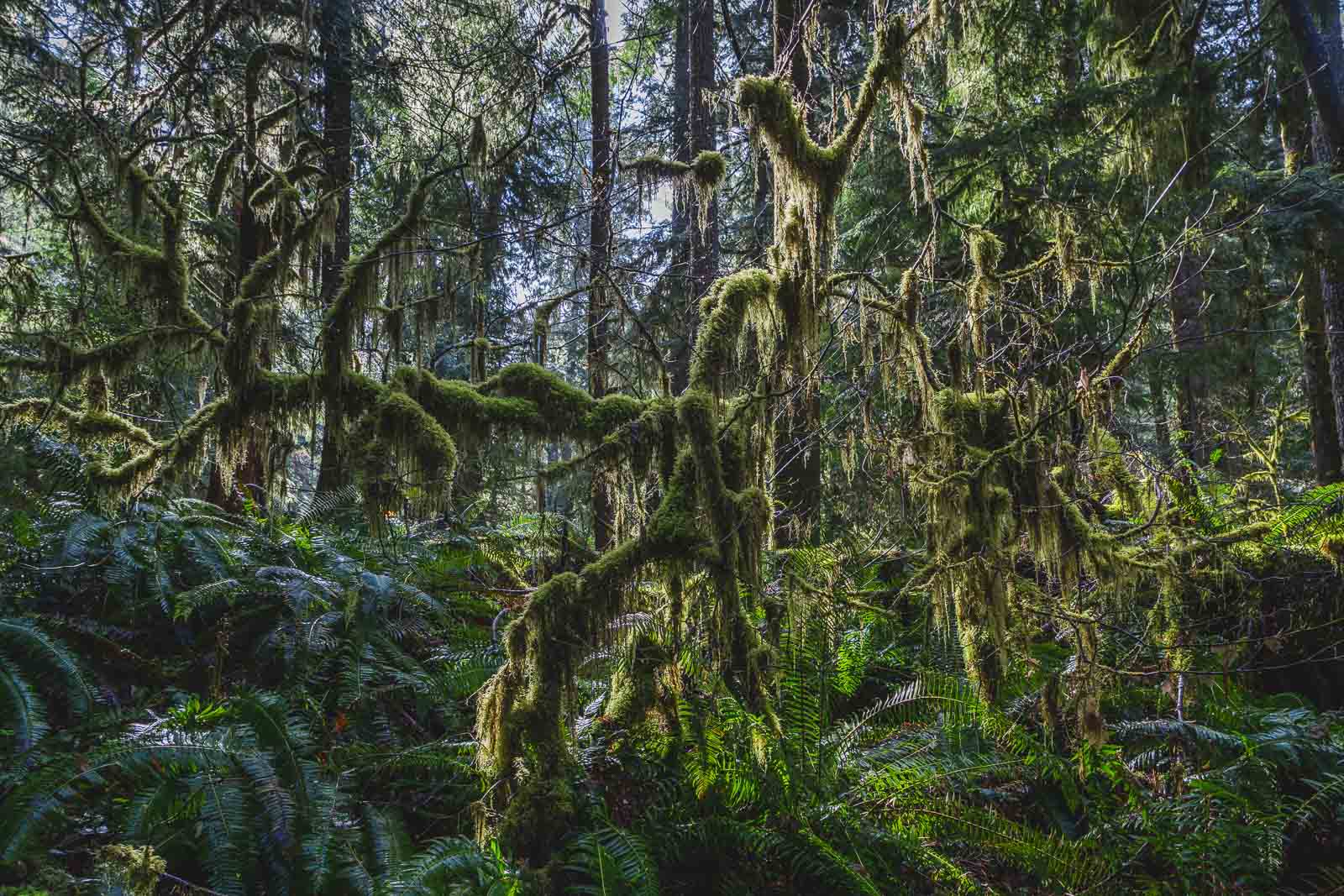 Hoh Rainforest Olympic Peninsula