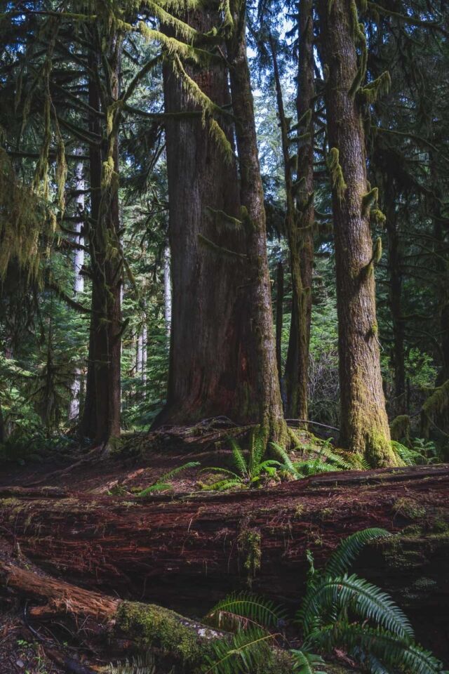 Things to do in Olympic National Park Spruce Nature Trail