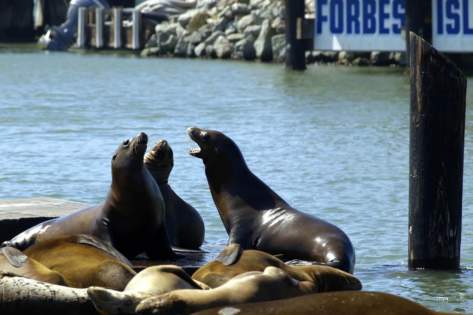 things to do in san francisco sea lions