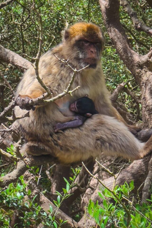 Rock of Gibraltar Apes Den