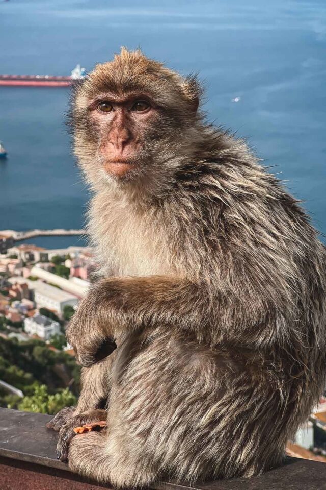 Gibraltar Barbary Macaques