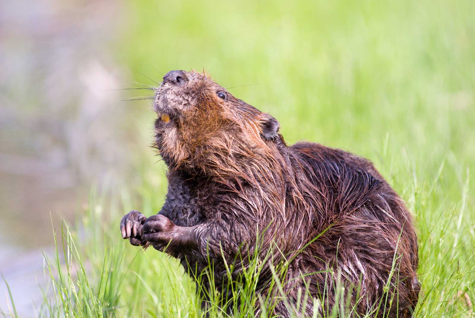 Things to do in Aspen Center for Environmental Studies