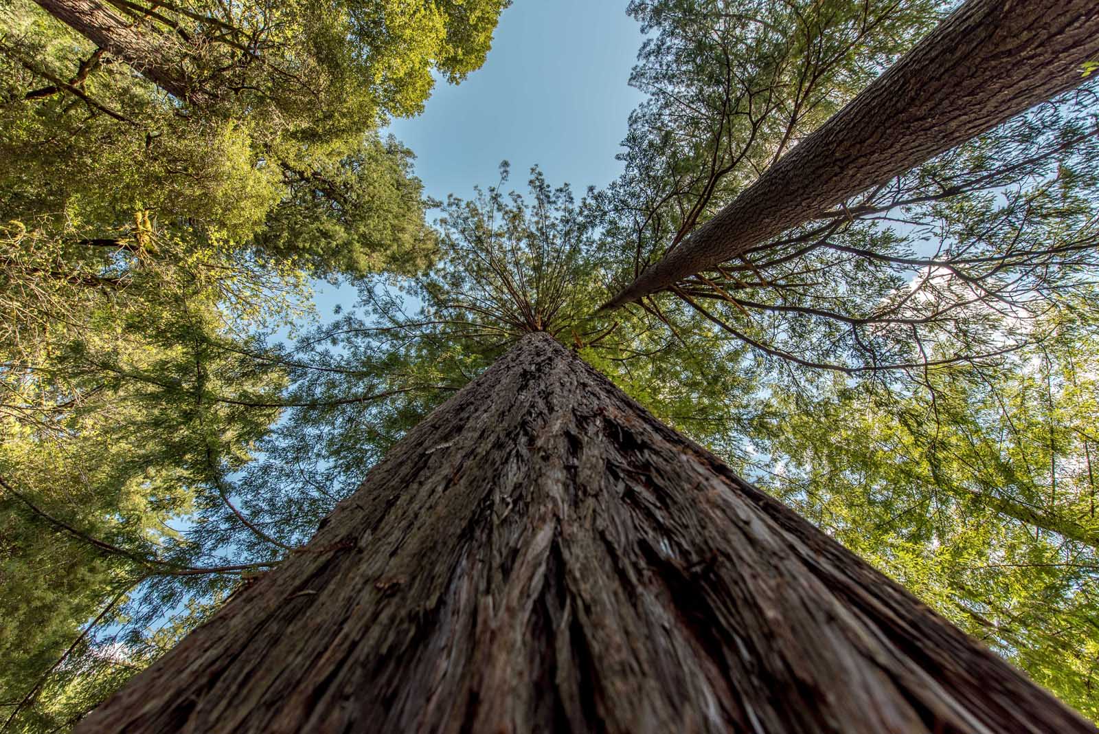 How to get to Redwood National Park