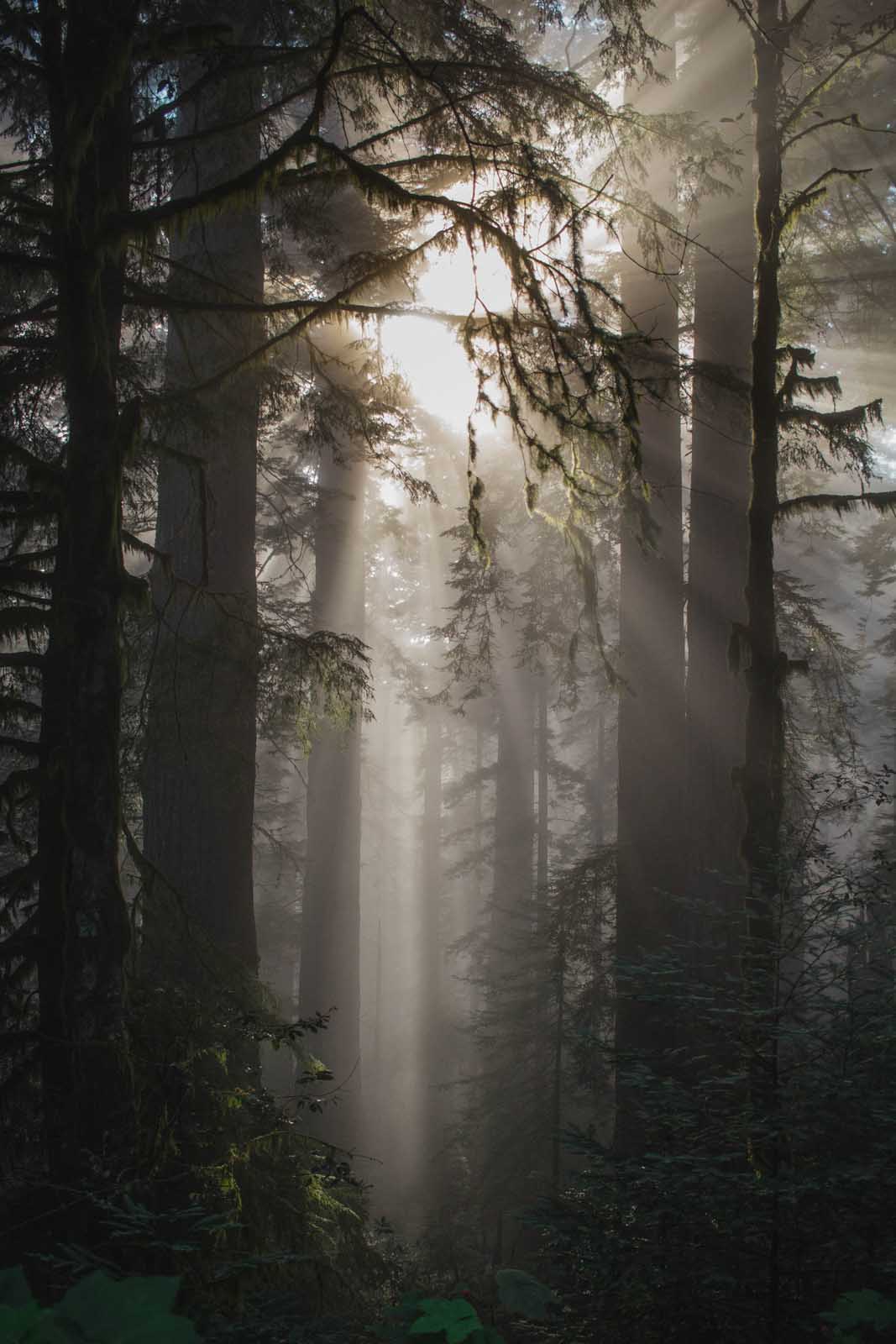 Jedediah Smith Redwoods State Park