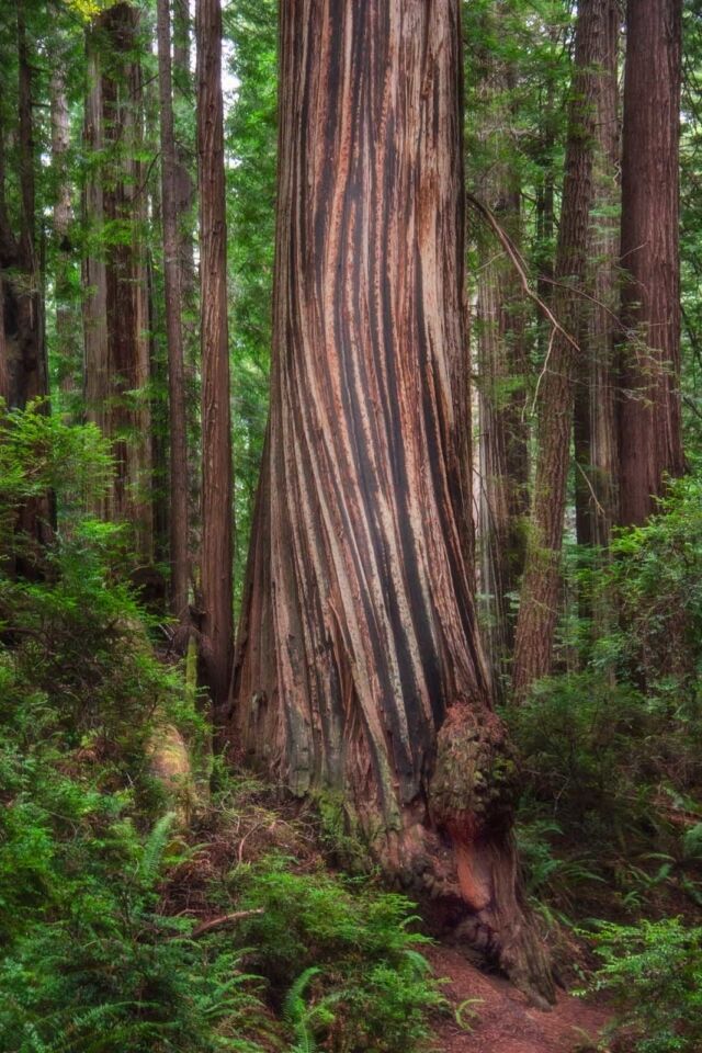Prairie Creek Redwoods State Park