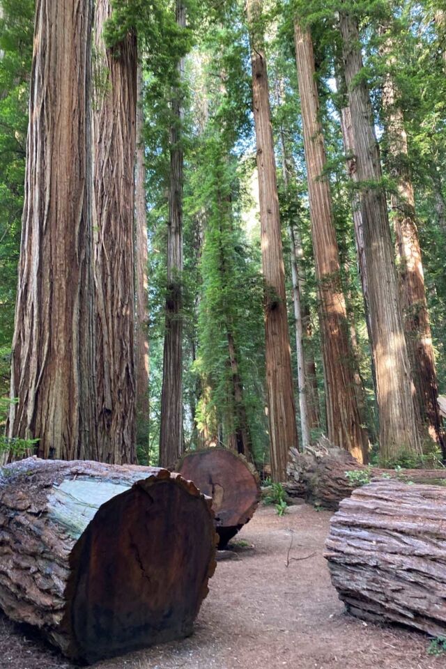 Redwood National Park