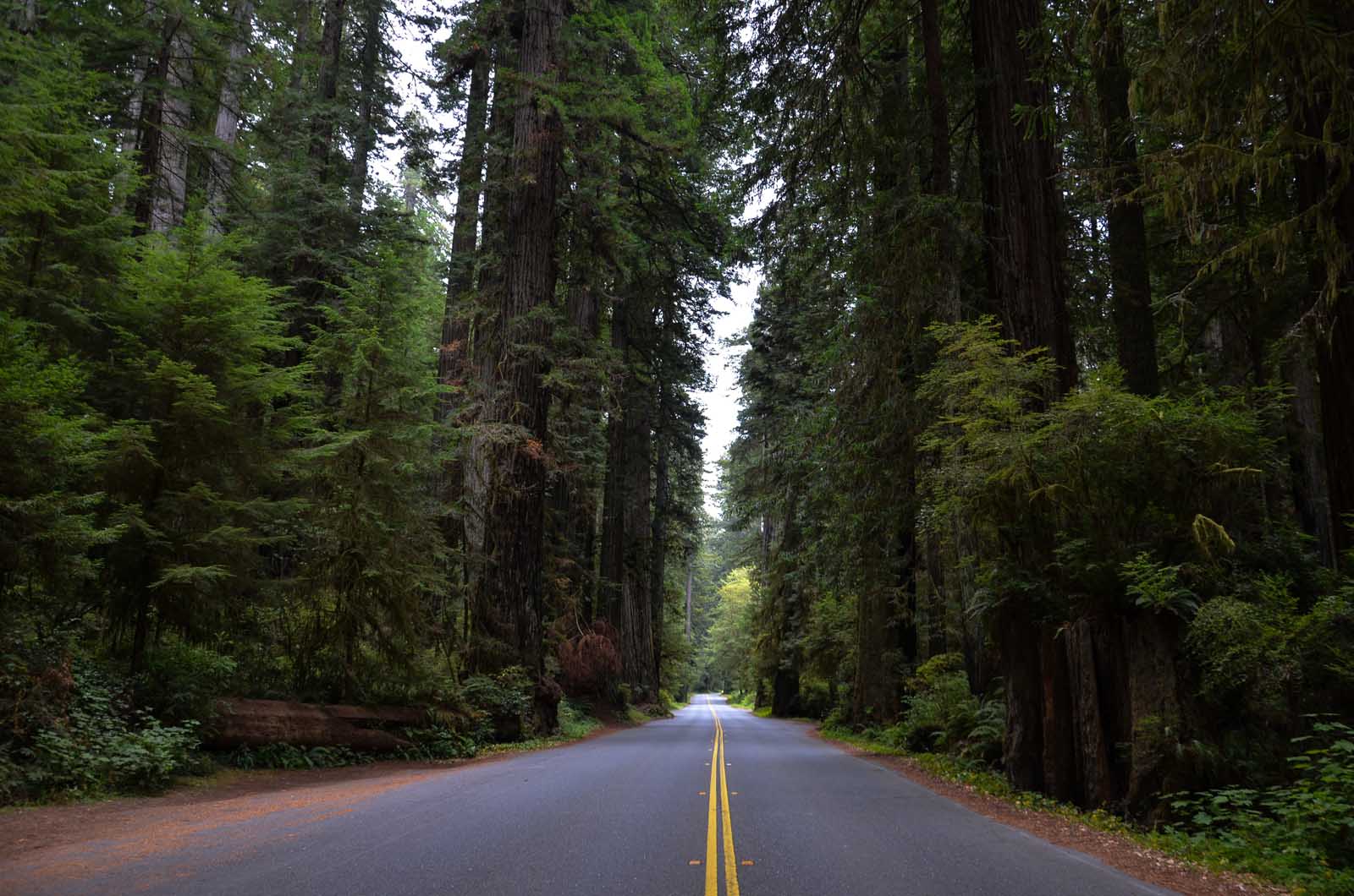 Redwood National Park Guide Newton B. Drury Scenic Parkway
