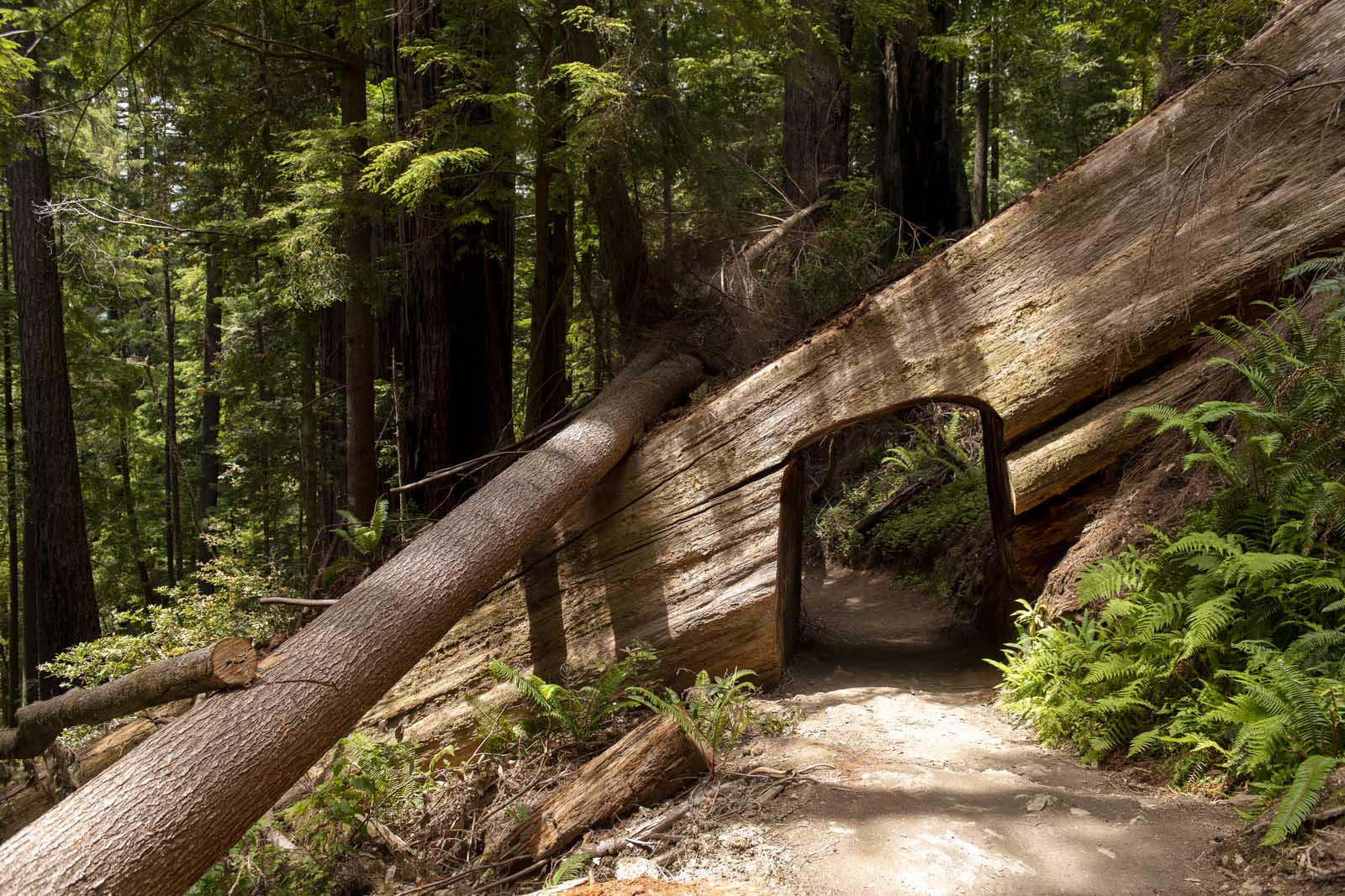 Redwood National Park Guide Tall Trees trail