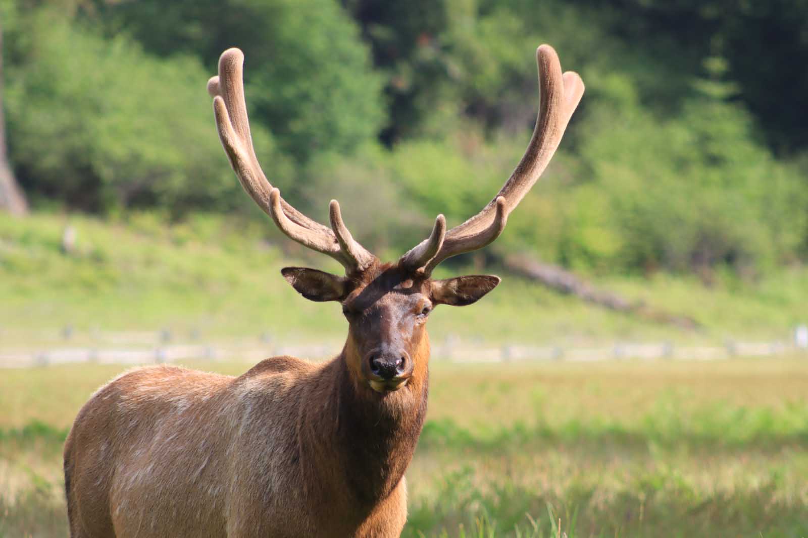Redwood NAtional Park Roosevelt Elk
