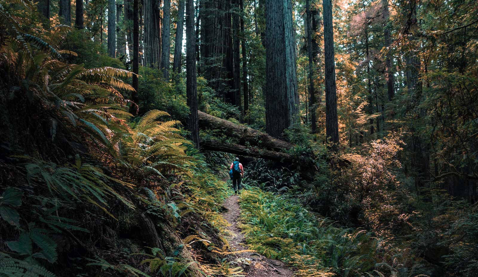 Packing list. Path in a forest
