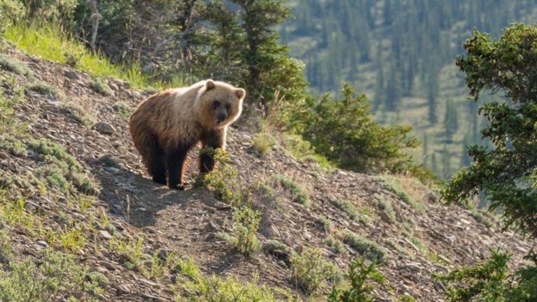 things to do in Canada, ivvavik national park