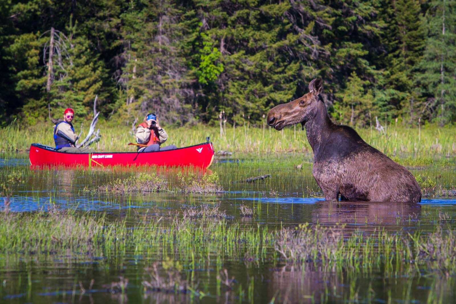things to do in Canada, moose safari