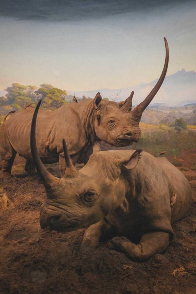 things to do new york city museum of natural history