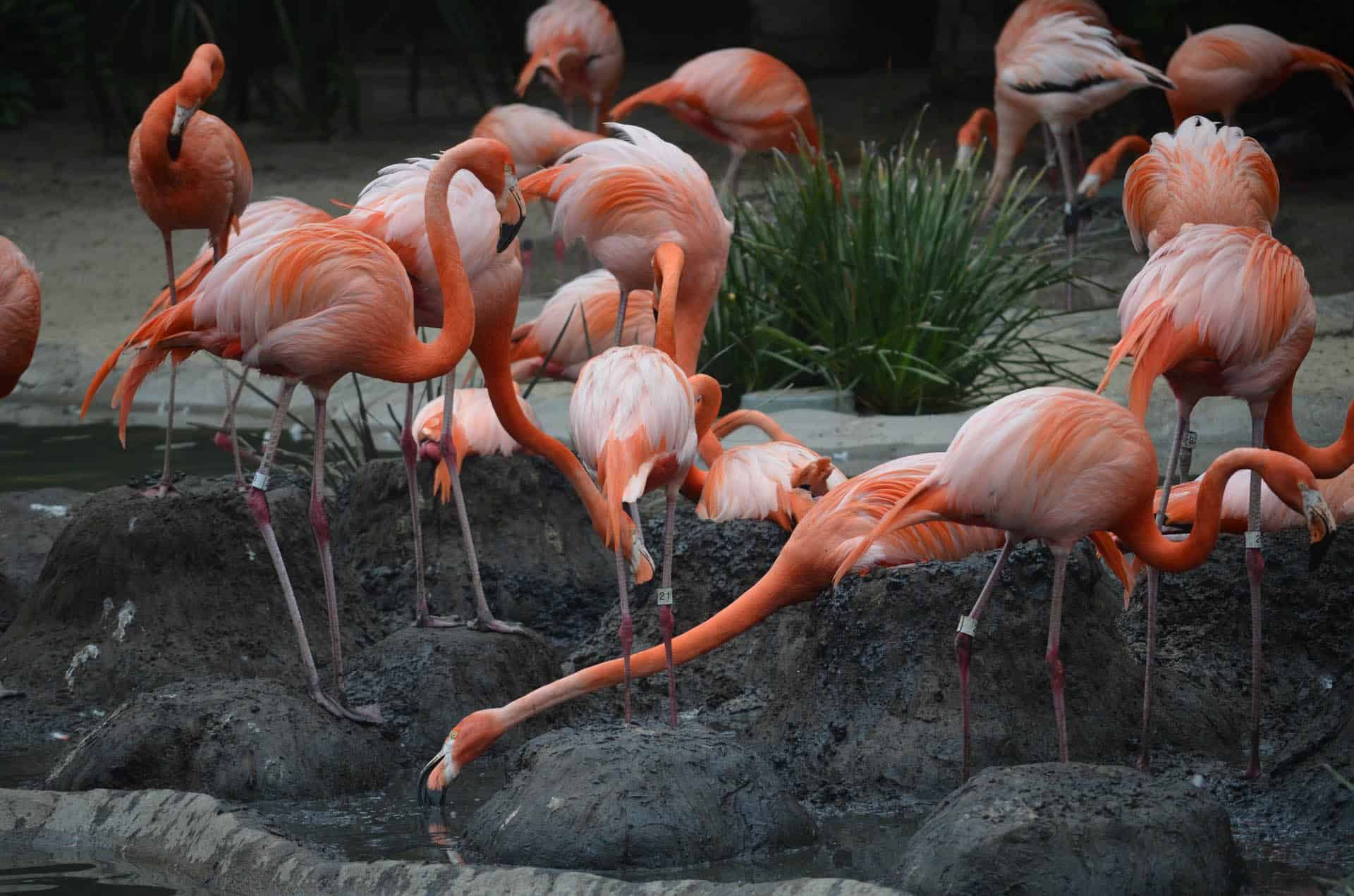 Jungle Island