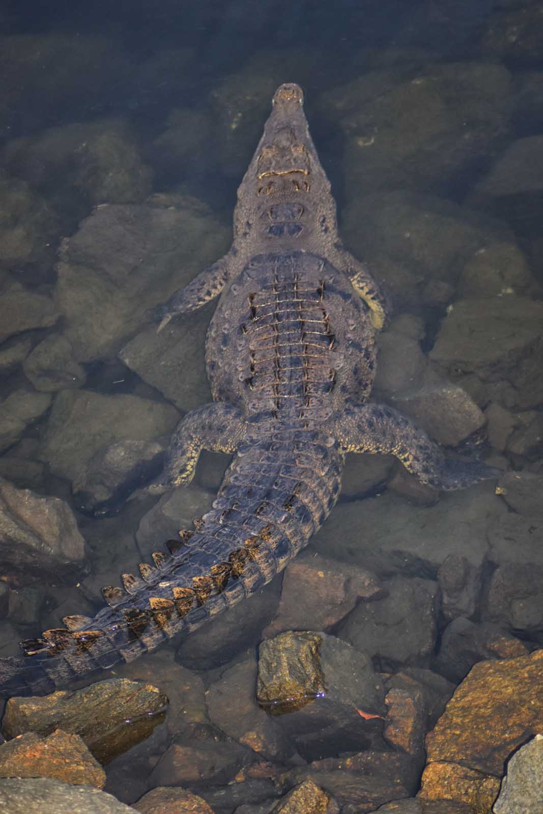 El Cora Crocodile Sanctuary